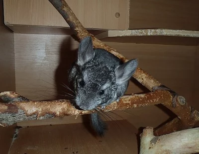 Samička činčily
